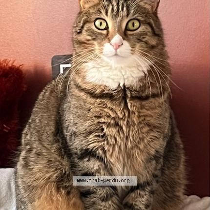 Foto 1/1 Kakkou Chat perdido en Bernieres sur mer