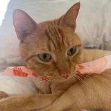 Foto del gato perdido en Doral