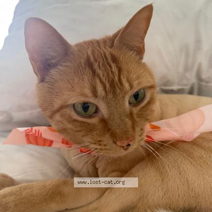 Foto 1/1 Max Chat perdido en Doral