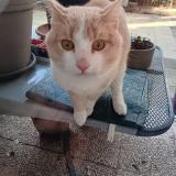 Foto de gato encontrado en Lyon