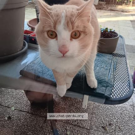 Foto 1/1 Gato encontrado Encontrado en Lyon