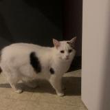 Foto del gato perdido en Bonneuil Sur Marne