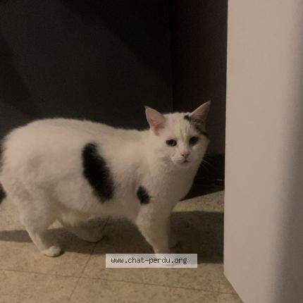 Foto 1/1 Rocky Chat perdido en Bonneuil sur marne