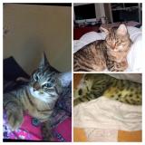 Foto del gato perdido en Paris