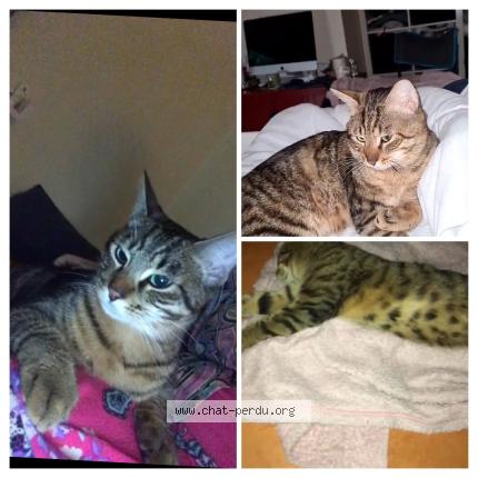 Foto 1/1 Titi Chat perdido en Paris