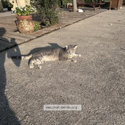 Foto 1/1 Olive Chat perdido en Sigean