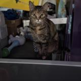 Foto del gato perdido en Bussy Lettree