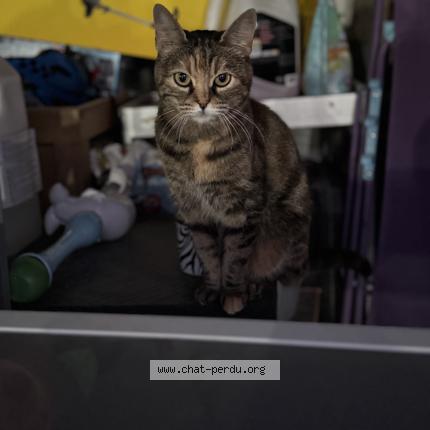 Foto 1/1 Maya Chat perdido en Bussy lettree