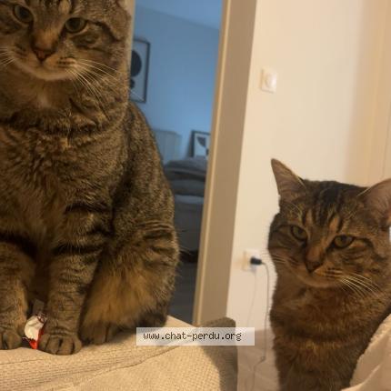Foto 1/1 Gaby Chat perdido en Douai