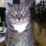 Foto del gato perdido en Valenton