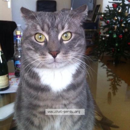 Foto 1/1 Tito Chat perdido en Valenton