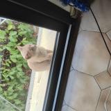 Foto del gato perdido en Evron