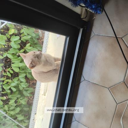 Foto 1/1 Simba Chat perdido en Evron