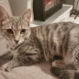 Foto del gato perdido en Saint Helene Bondeville