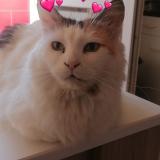 Foto del gato perdido en Avignon