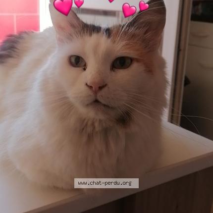 Foto 1/1 Yocky Chat perdido en Avignon