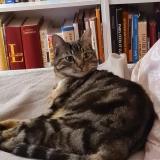 Foto del gato perdido en Cebazat