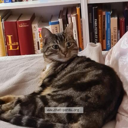 Foto 1/1 Phoenix Chat perdido en Cebazat