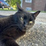 Foto del gato perdido en Warren