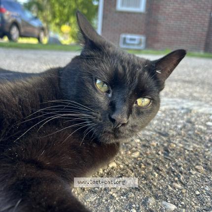 Foto 1/1 Apollo Chat perdido en Warren