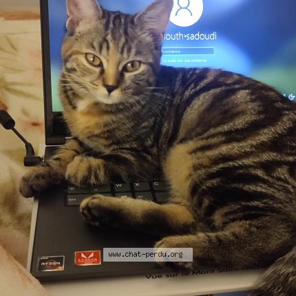 Foto 1/1 Joy Chat perdido en Noisy le grand