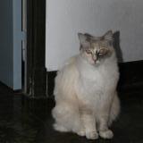 Foto del gato perdido en Soual