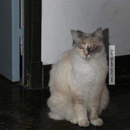 Foto 1/1 Yuna Chat perdido en Soual