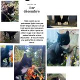 Foto del gato perdido en Fourmies