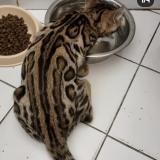 Foto del gato perdido en Le Haillan