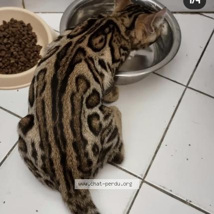 Foto 1/1 Tsuky Chat perdido en Le haillan