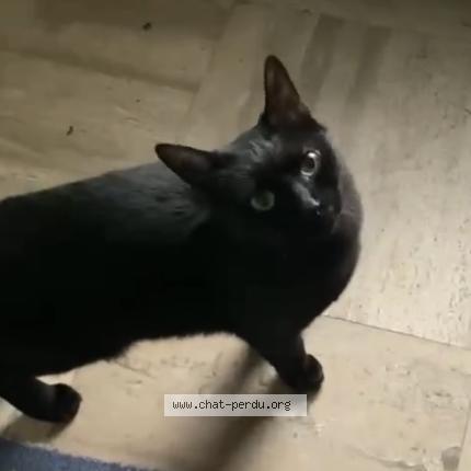 Foto 1/1 Didi Chat perdido en Cachan