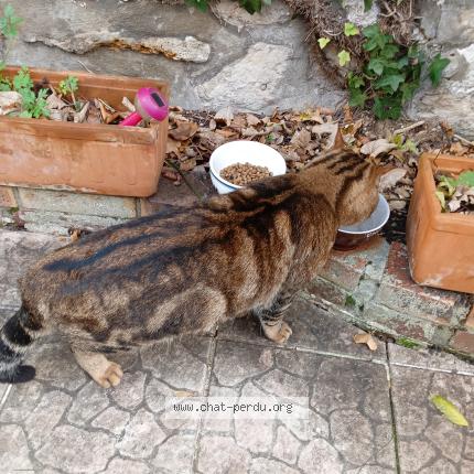 Foto 2/3 Gato encontrado Encontrado en Argenteuil