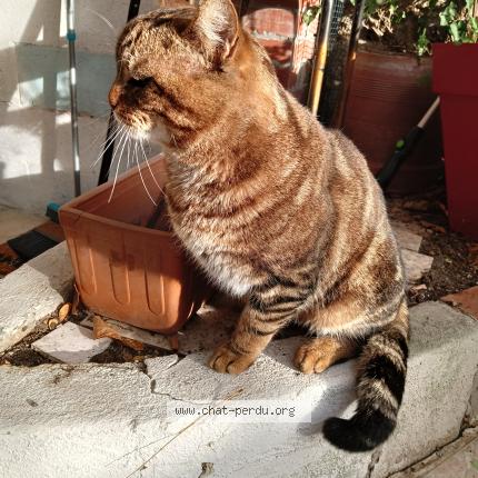 Foto 3/3 Gato encontrado Encontrado en Argenteuil