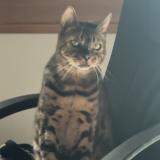 Foto del gato perdido en Saint Cheron