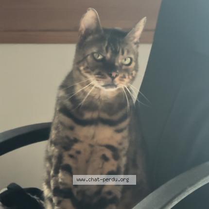 Foto 1/1 Baguette Chat perdido en Saint cheron