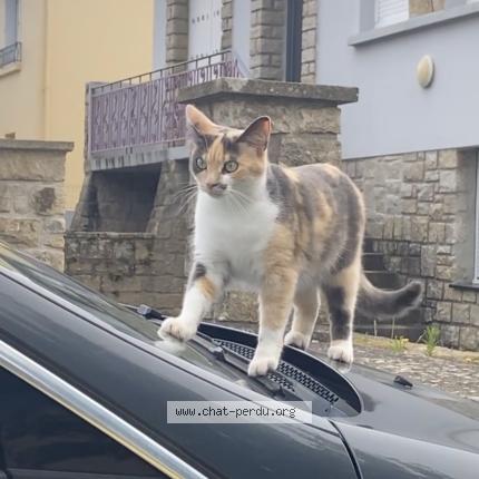 Foto 1/1 Tina Chat perdido en Pouldergat