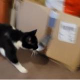 Foto del gato perdido en Argentan