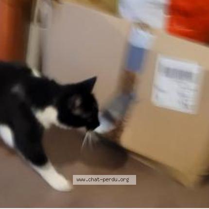 Foto 1/1 Mazikeen Chat perdido en Argentan