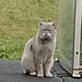 Foto de gato encontrado en Saint Etienne