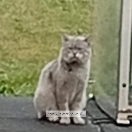 Foto 1/1 Gato encontrado Encontrado en Saint etienne