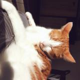 Foto del gato perdido en Garganvillar