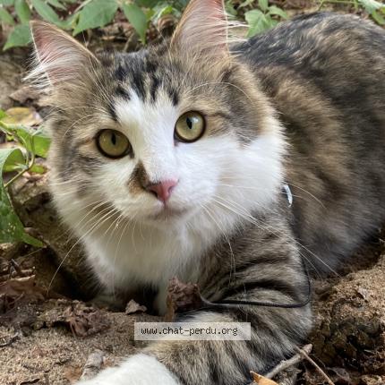 Foto 1/1 Marley Chat perdido en Brive la gaillarde