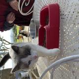 Foto de gato encontrado en Esparron