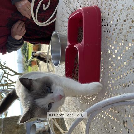 Foto 1/1 Gato encontrado Encontrado en Esparron