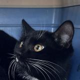 Foto de gato encontrado en Asnieres