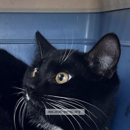 Foto 1/1 Gato encontrado Encontrado en Asnieres