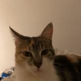 Foto del gato perdido en Villepinte