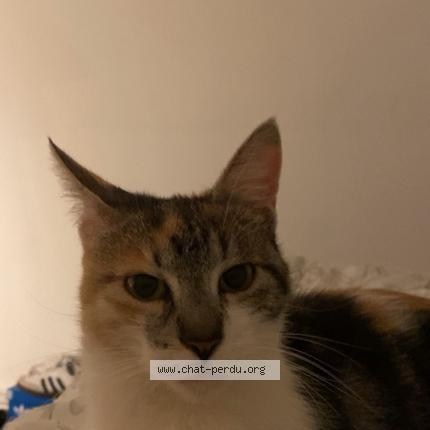 Foto 1/1 Mimi Chat perdido en Villepinte