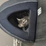 Foto del gato perdido en Puyoo