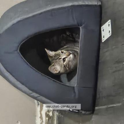 Foto 1/1 Minette Chat perdido en Puyoo